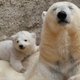 Image for article titled Cancer Awareness #NoMakeupSelfie Ends Up Involving Unicef, Polar Bears